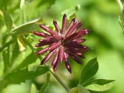 geometrical burgundy flower