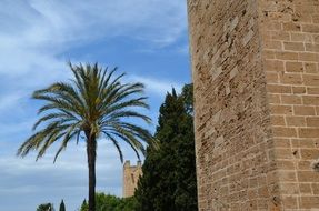Wall and Palm