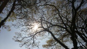 sun through the branches of the trees in a forest