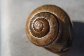 body of spiral snail close-up