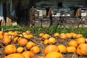 Pumpkins Box