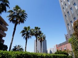 Palm Trees at high rise buildings, japan, Tokyo