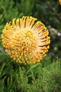 Fynbos close-up on blurred background