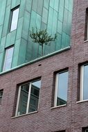 Beautiful tree on the house with the windows