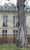 tree in the garden in france