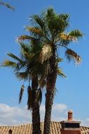 Palm Tree Spain