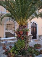 Plants Decoration
