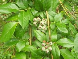 green blueberries on a bush close-up