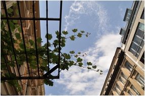 vine with green leaves on an old house