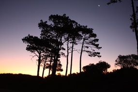 trees on the horizon at dusk