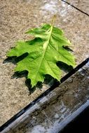 Fountain Water and green leaf