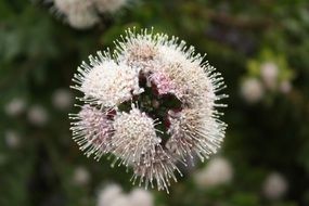 flora in Cape Town