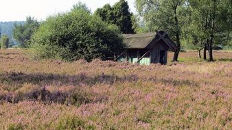 old wooden building on blooming erika meadow in germany, lüneburg heath