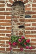 red flowers on a brick wall