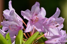 Phlox is a genus of flowering herbaceous plants