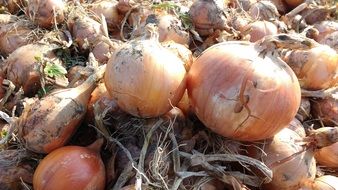 a bunch of healthy onions