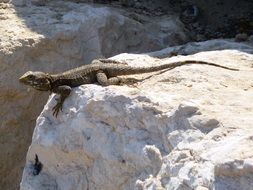 lizard on a white stone in summer