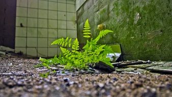 green fern plant among the lost places