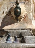 pigeons and drinking fountain