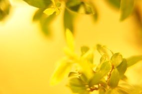 Yellow Plants Leaf Nature