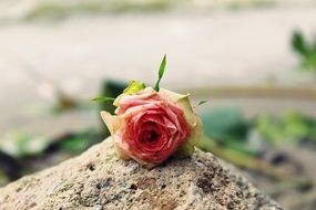 Rose Rose Flower Blossom Bloom