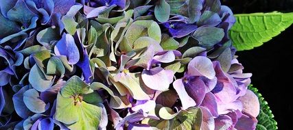 closeup of hydrangea flowers