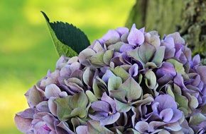 wallpaper with hydrangea flower