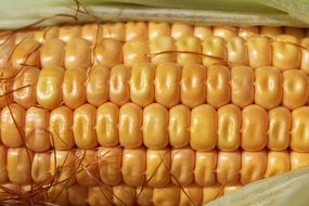 Corn Pattern Agriculture Natural