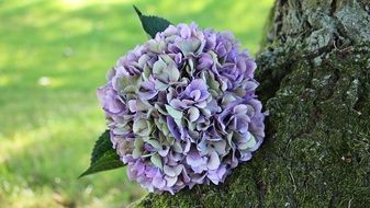 purple hydrangea flower