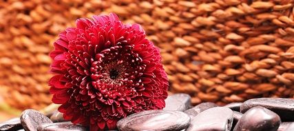 background with red gerbera