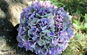 hydrangea flower on ground