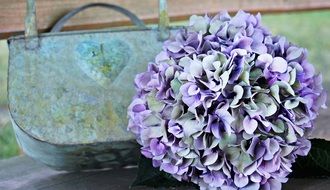 blue-purple hydrangea flower closeup