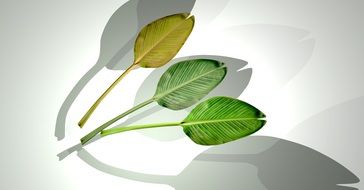 Palmbätter Graphic Desktop