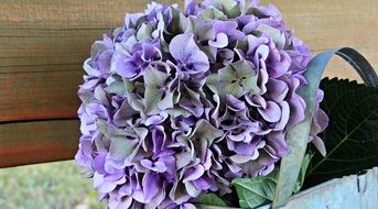 bouquet of hydrangea flowers