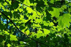 Maple Leaf Leaves Colorful