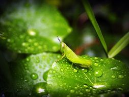 Leaf Water Green Drop