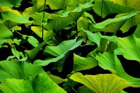 Leaf Bio Green Graphic