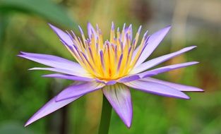 purple water lily flower on a background of green plants