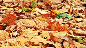 background of dry yellow leaves