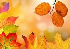wallpaper in the form of autumn leaves