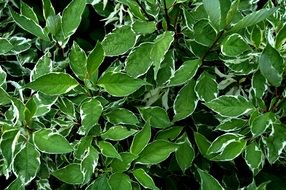 green leaves for background