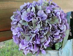 decorative purple hydrangea flowers
