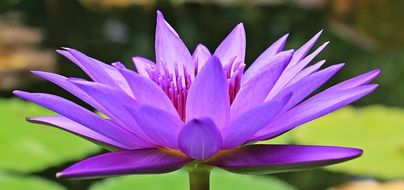 filigree purple water lily