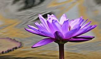 purple water lily flower on blurred background