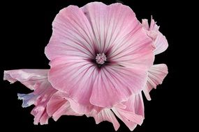 Mallow Hollyhock Flower Summer