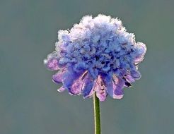 Ice Crystals On Flower