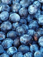 Plum Fruit Texture Blue Purple