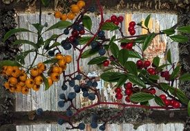Wood Background Berries Texture