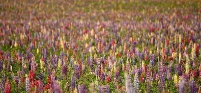 Lupins Natural Summer Flower