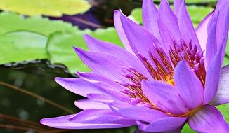 purple lily flower on green leaf